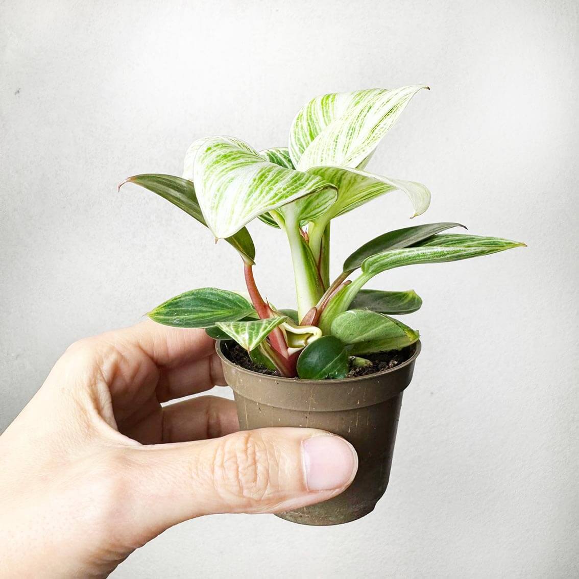 Philodendron Peridot