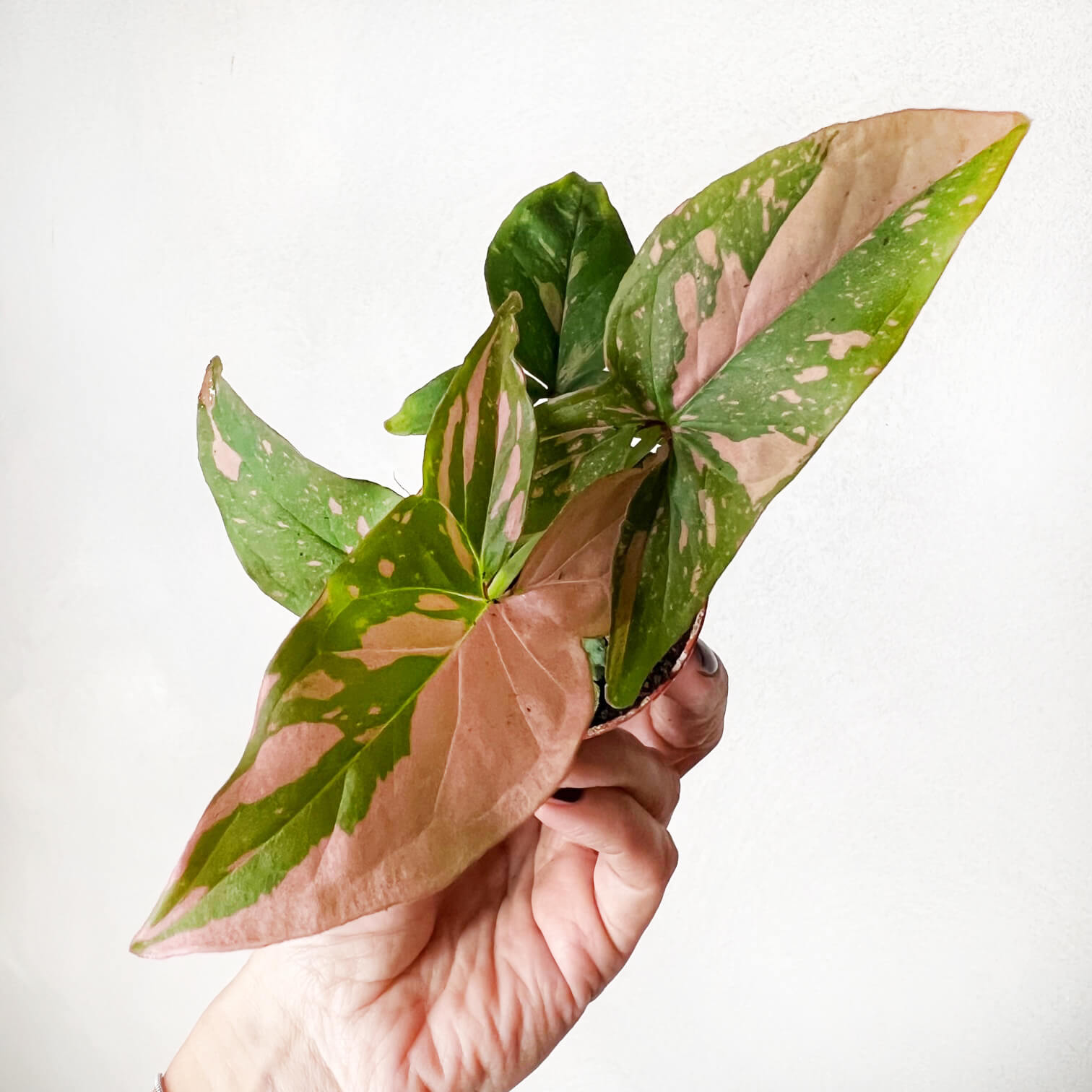 Baby Syngonium Pink Splash