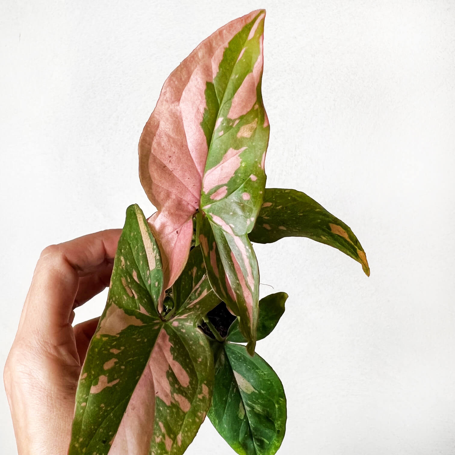 Baby Syngonium Pink Splash