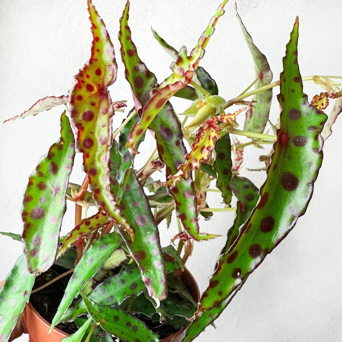 Begonia Amphioxus