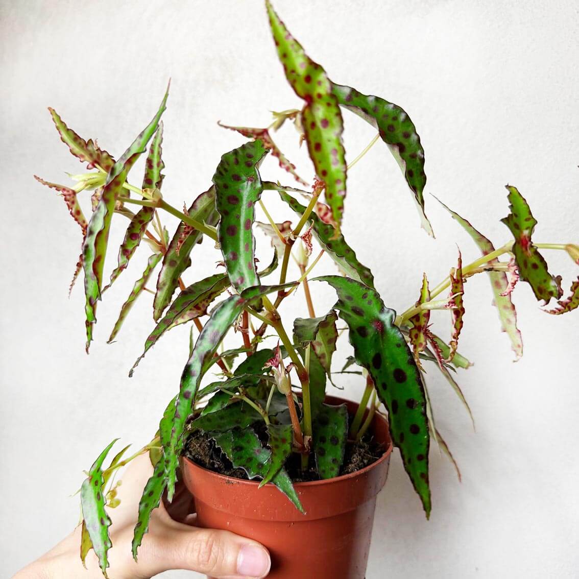 Begonia Amphioxus