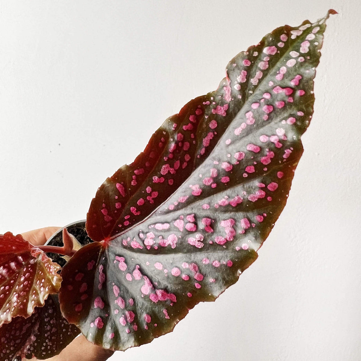 mini Begonia Benigo Pink
