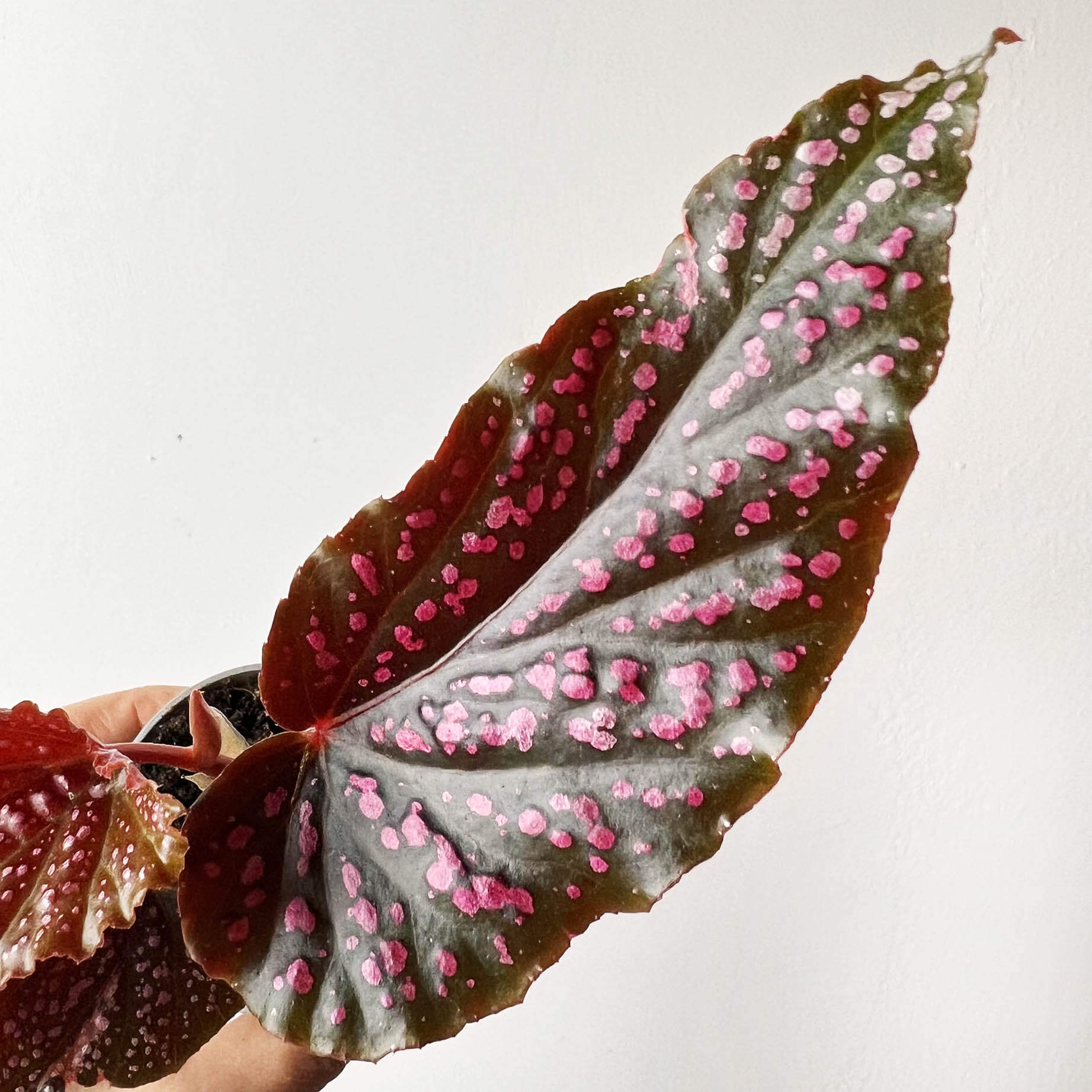 mini Begonia Benigo Pink