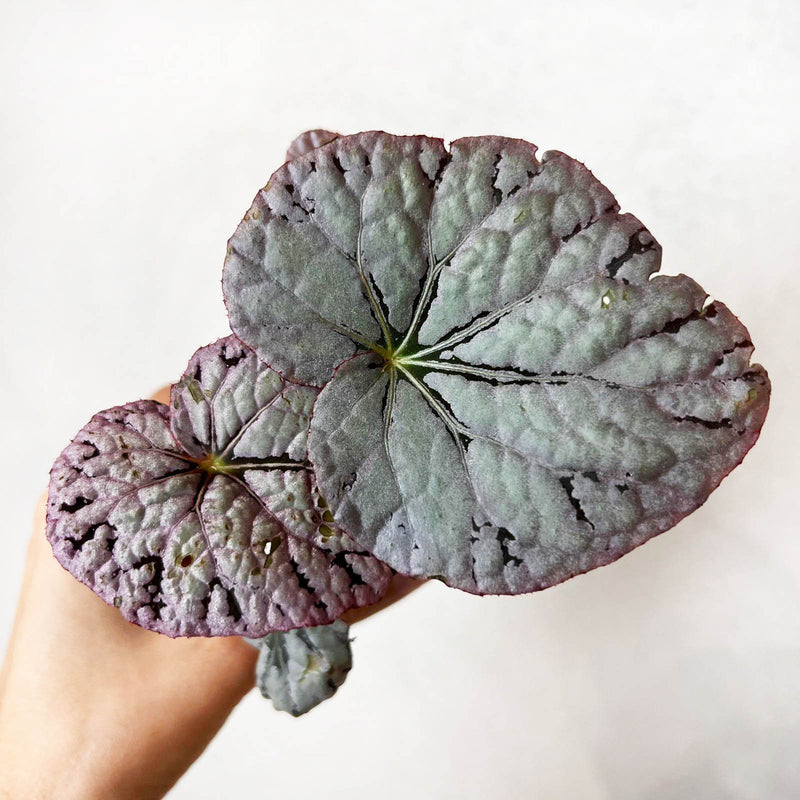 baby Begonia CHAYO baby Begonia CHAYO