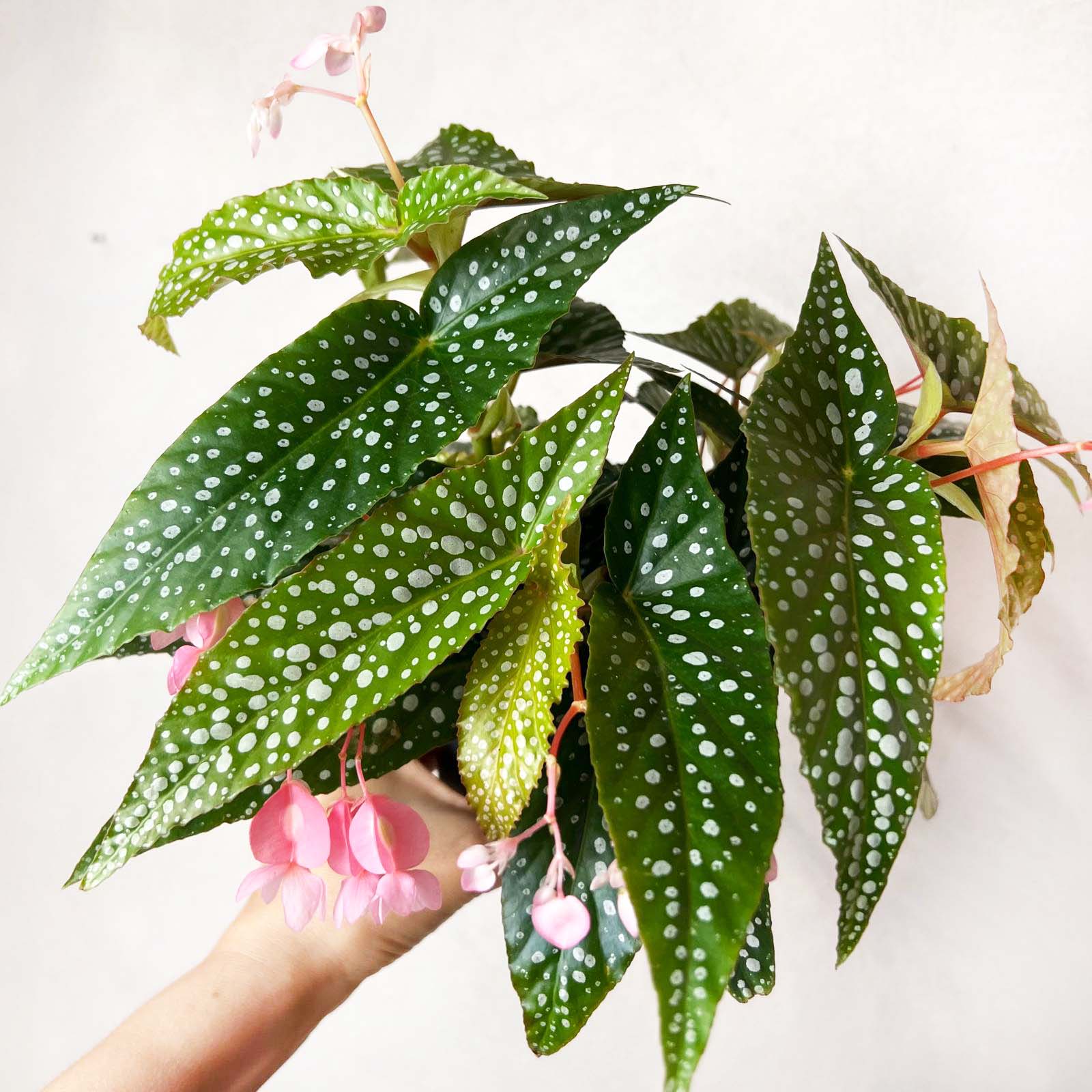 Begonia Double Dot