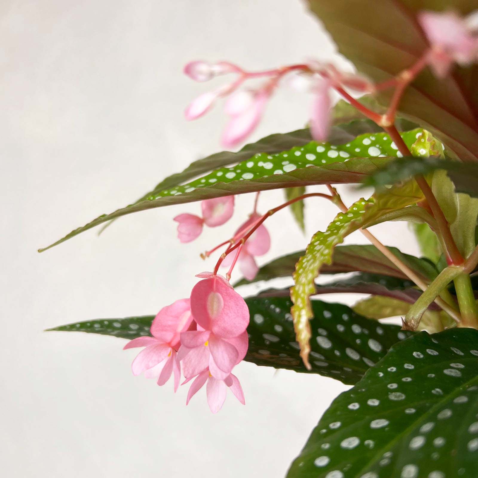 Begonia Double Dot