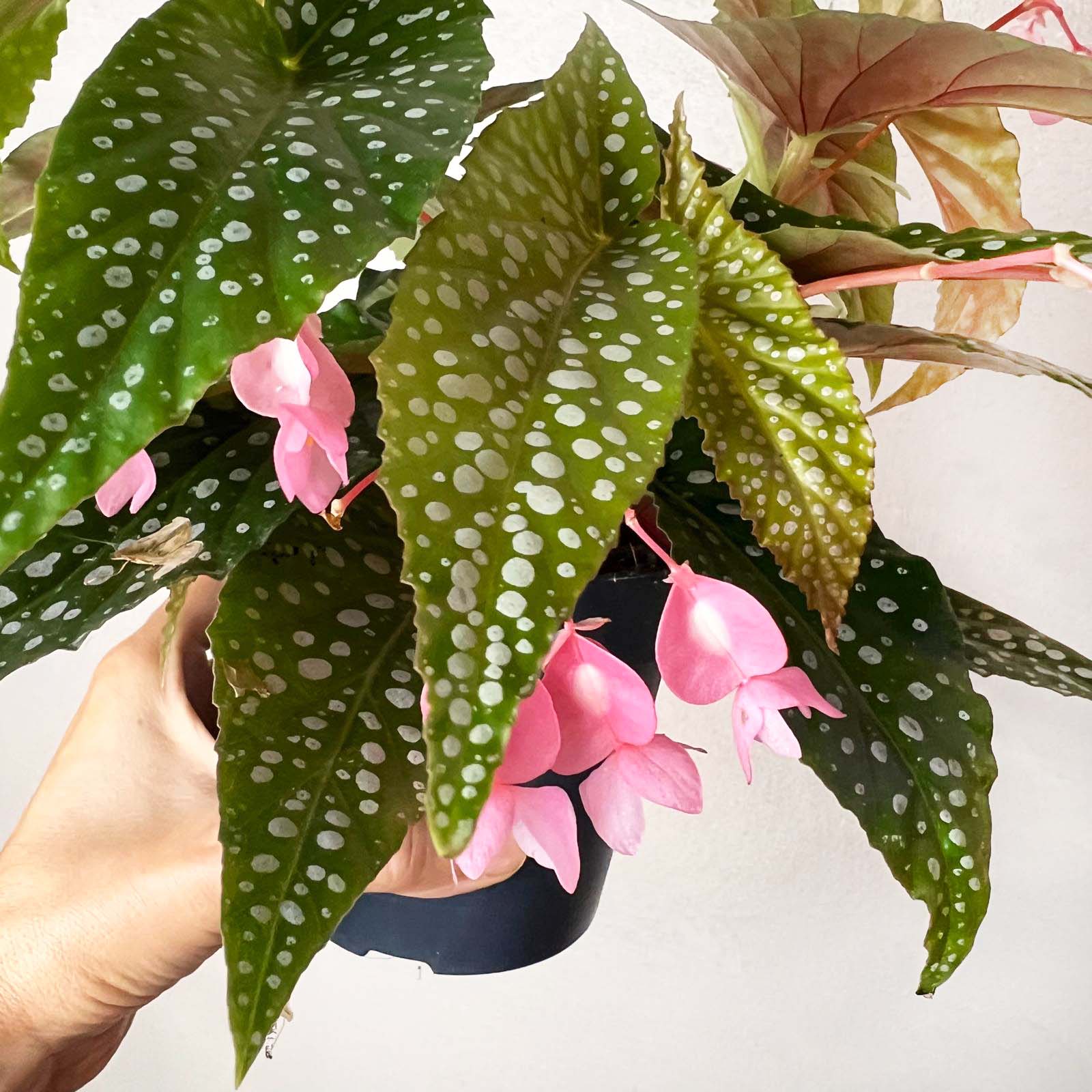 Begonia Double Dot