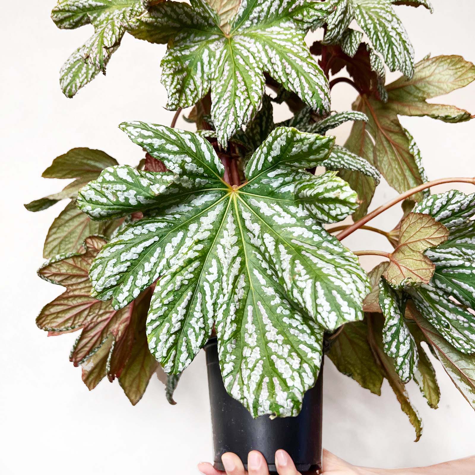 Begonia HOVARIA SILVER MAPLE