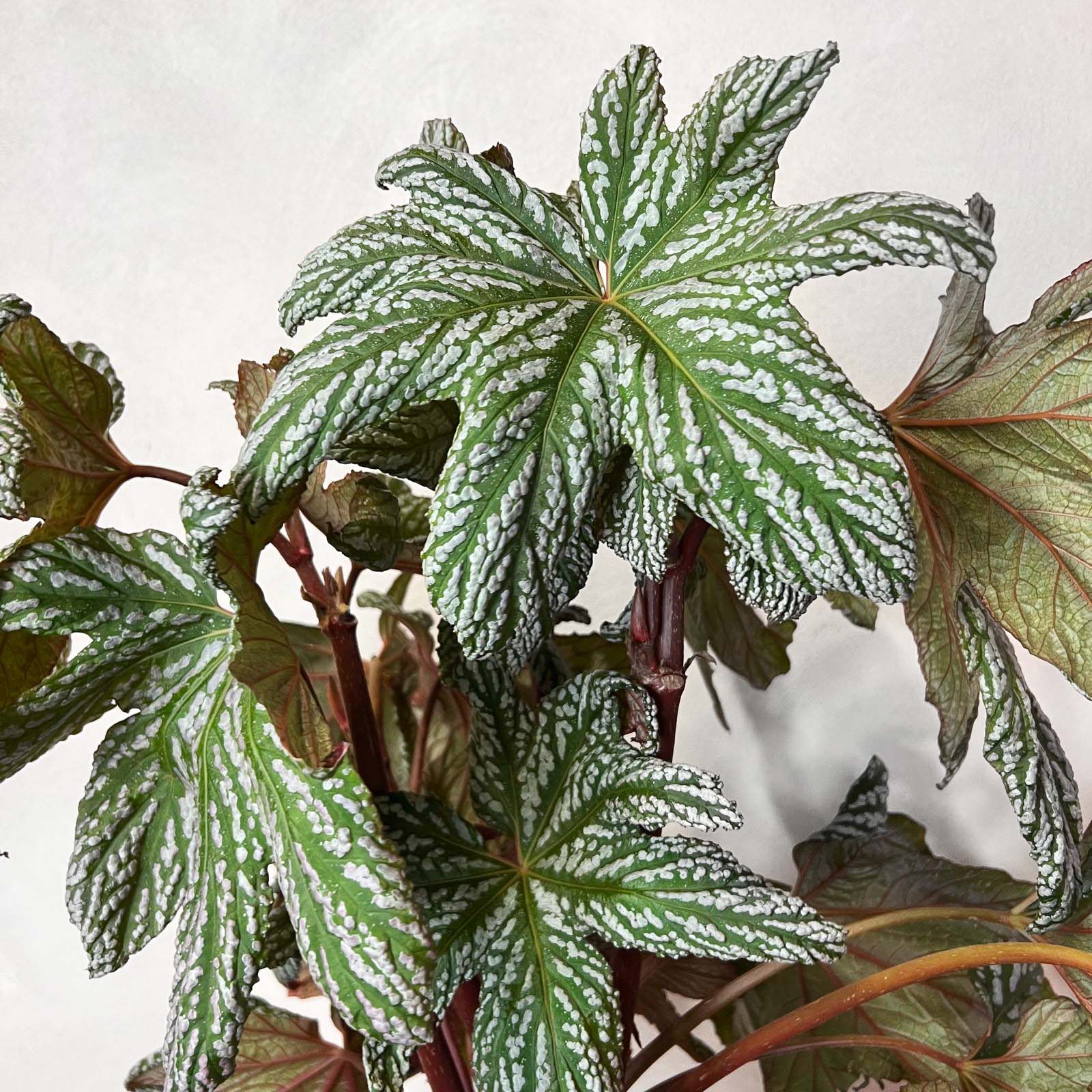 Begonia HOVARIA SILVER MAPLE