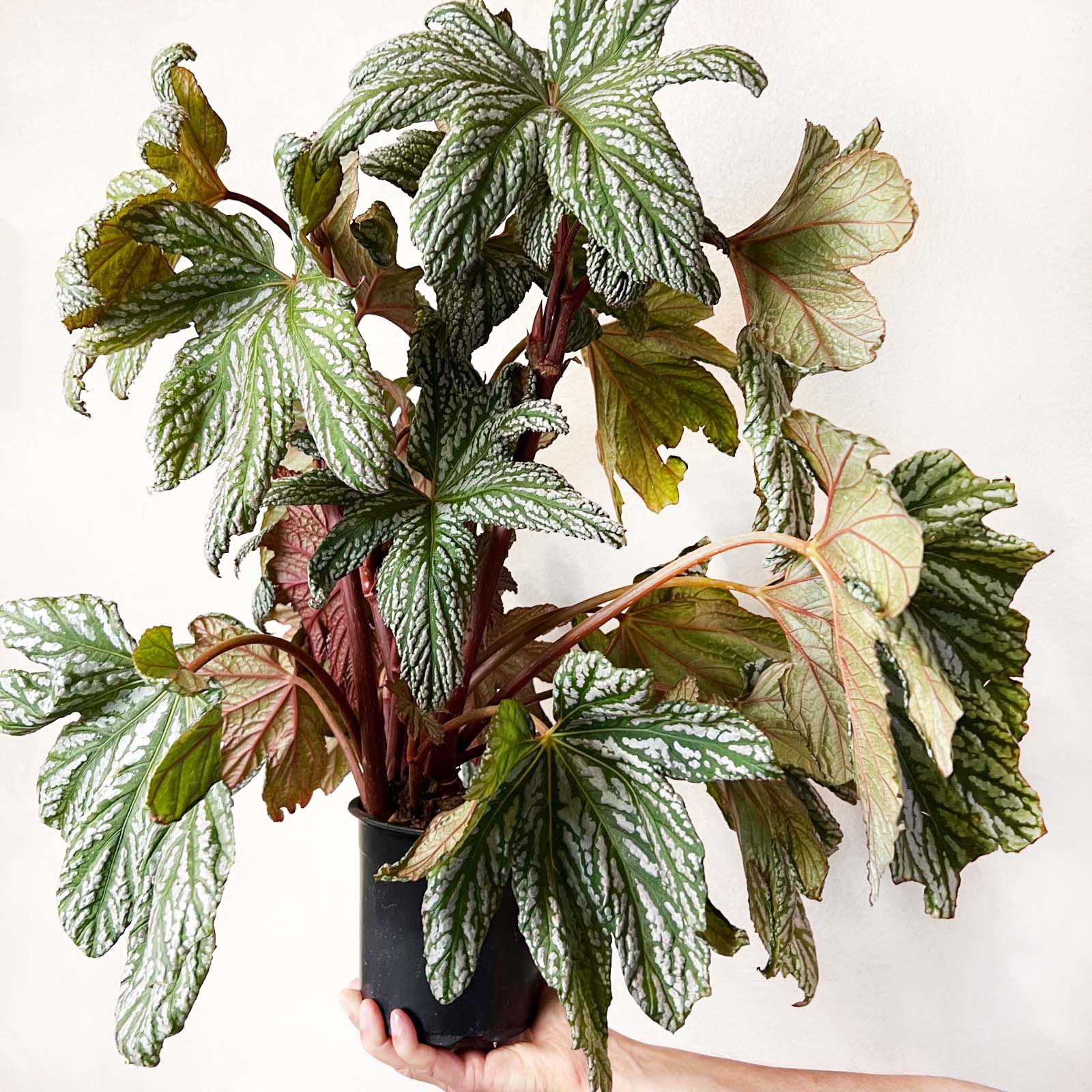 Begonia HOVARIA SILVER MAPLE