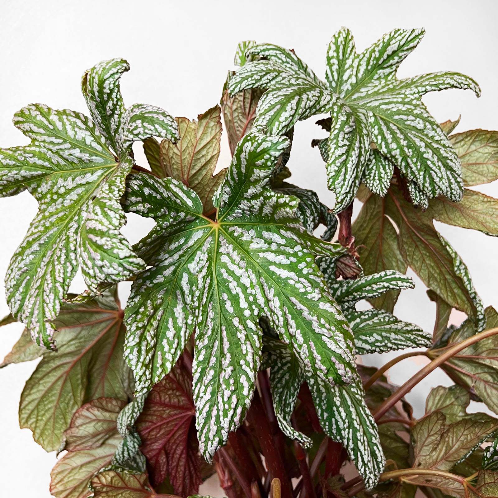 Begonia HOVARIA SILVER MAPLE