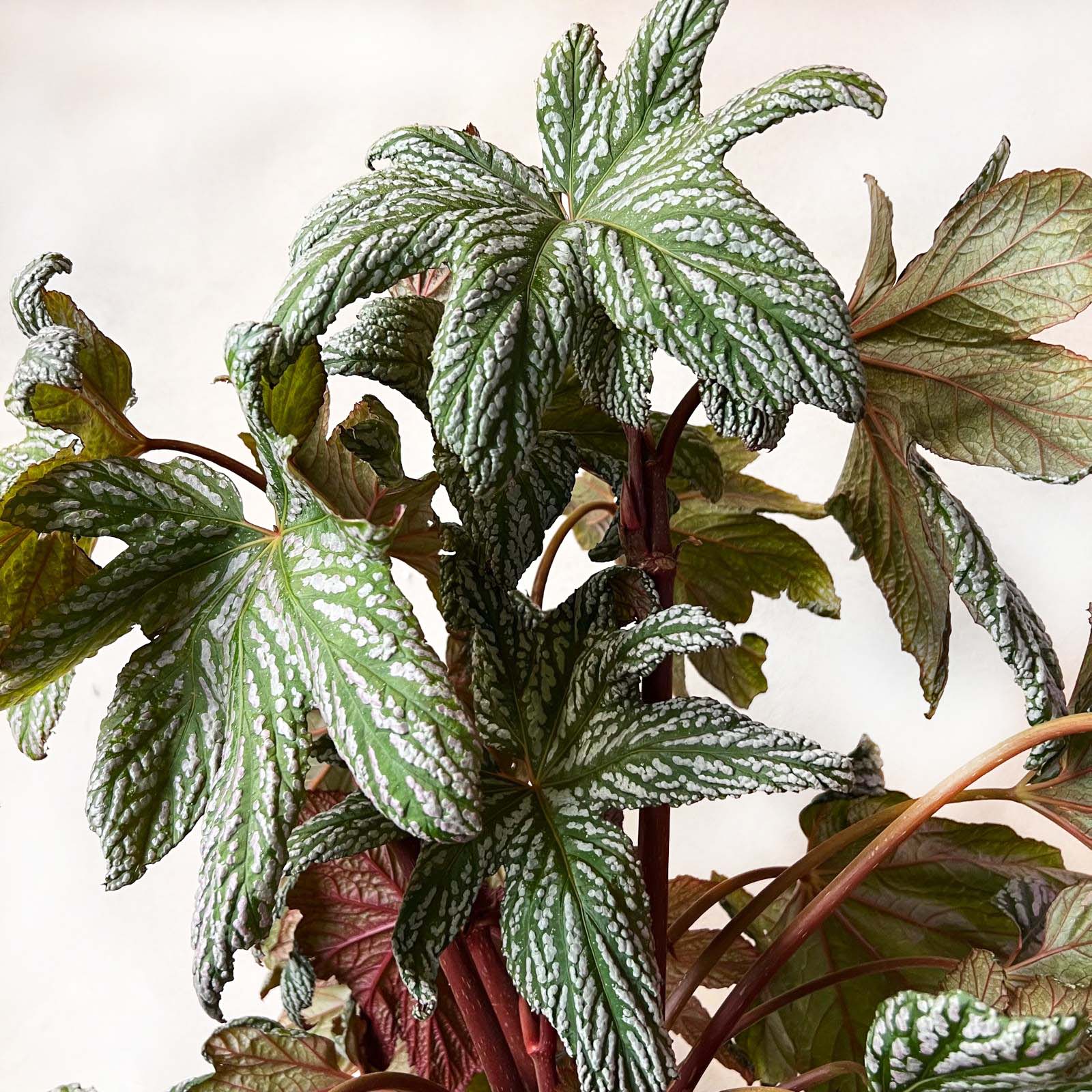 Begonia HOVARIA SILVER MAPLE