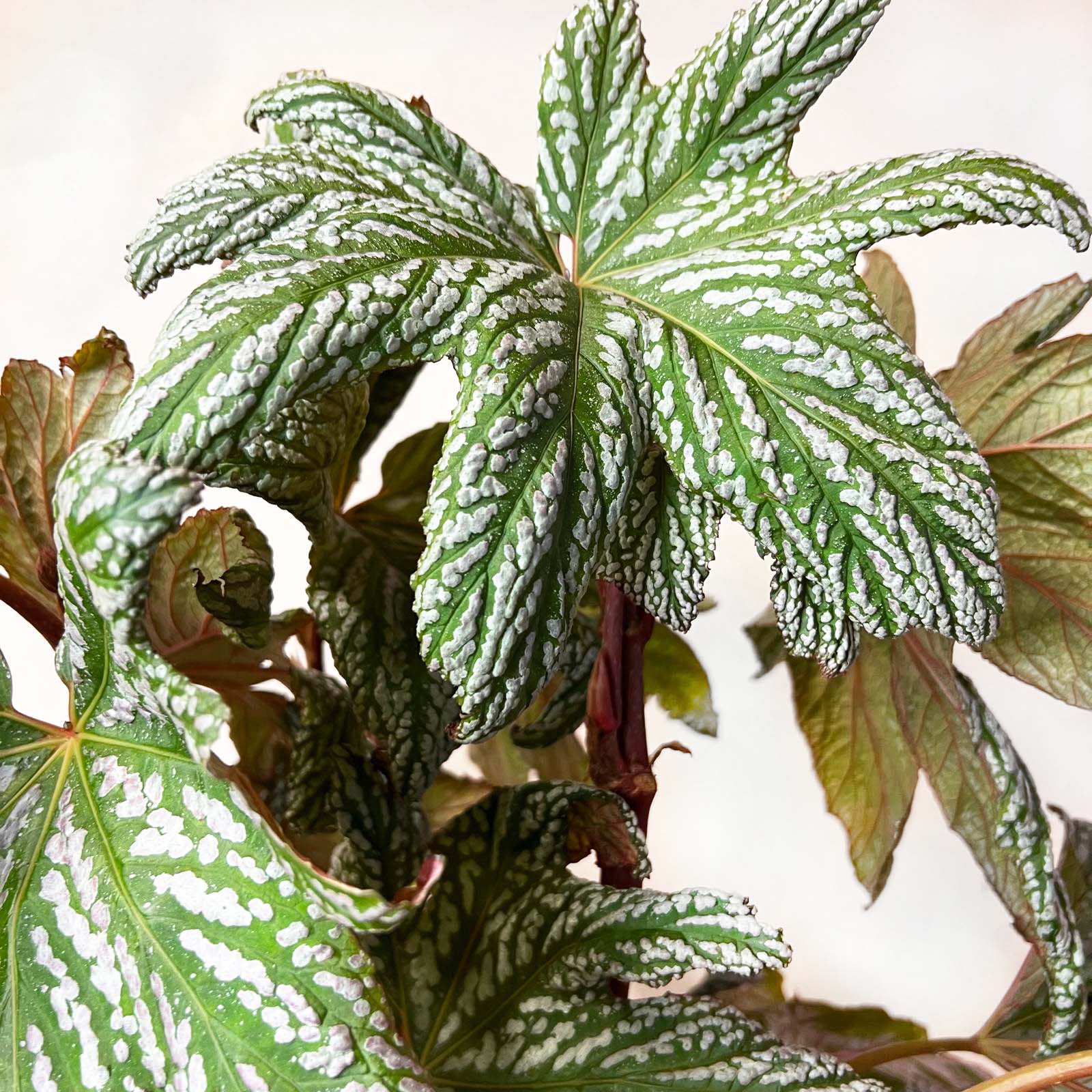 Begonia HOVARIA SILVER MAPLE