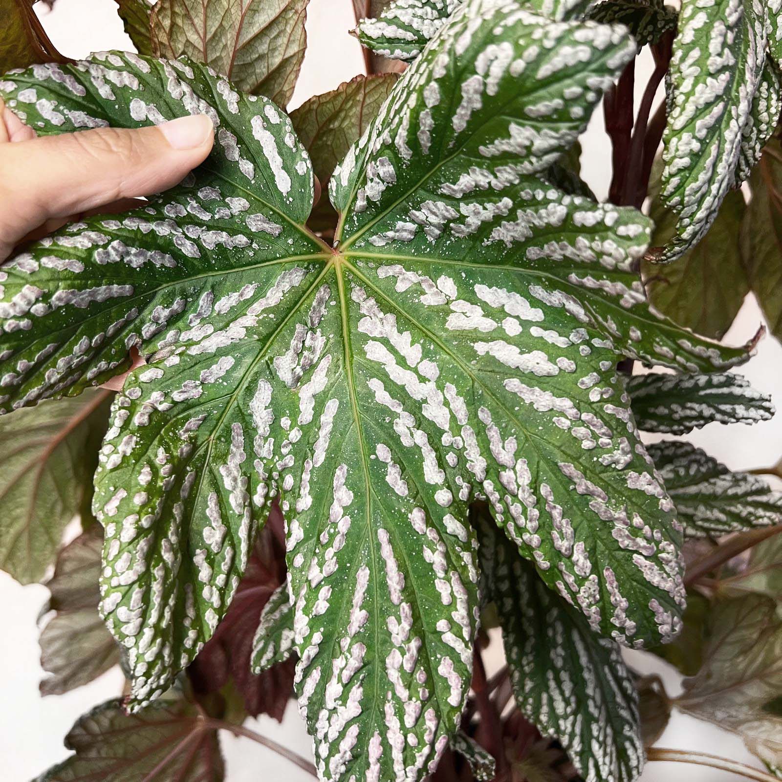 Begonia HOVARIA SILVER MAPLE