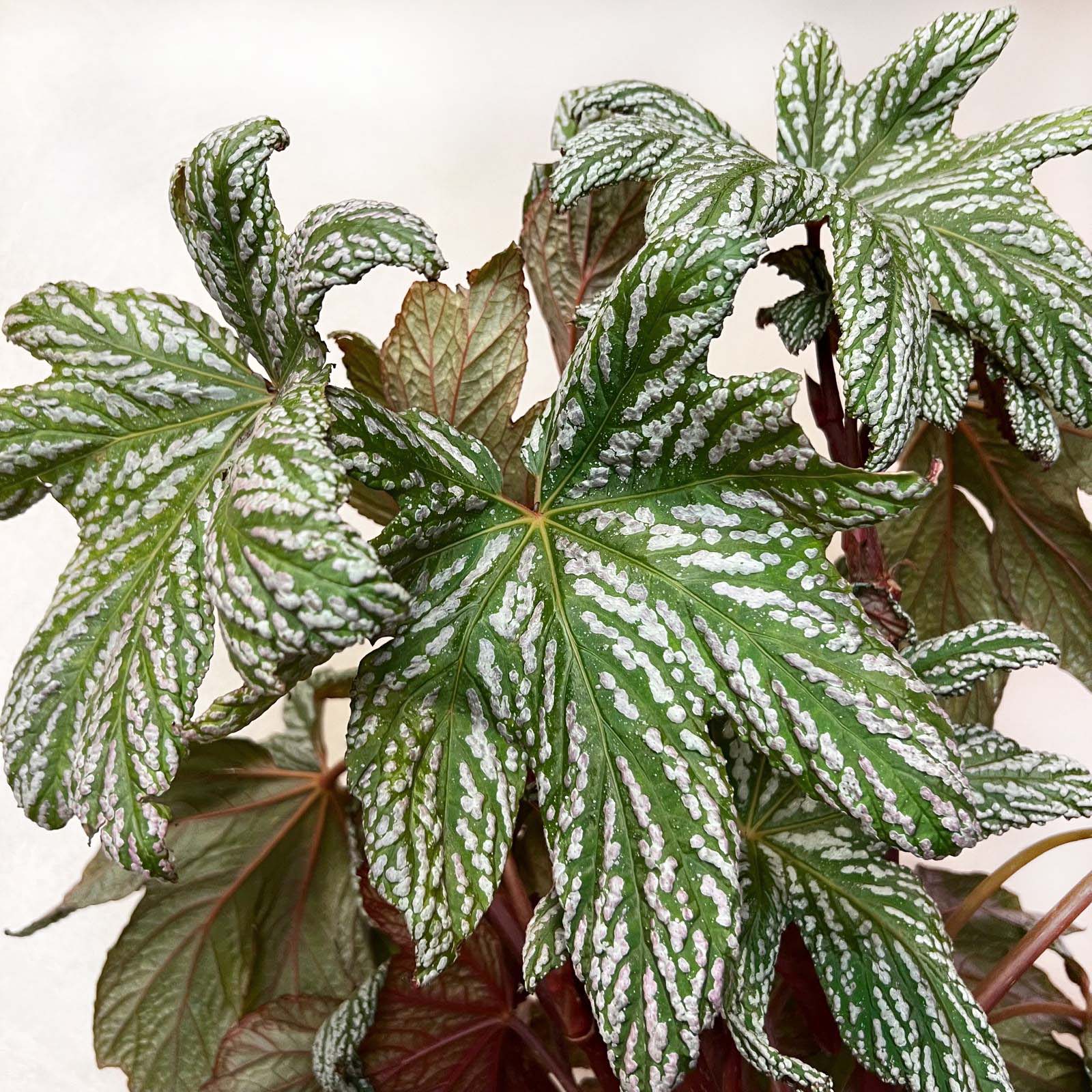 Begonia HOVARIA SILVER MAPLE