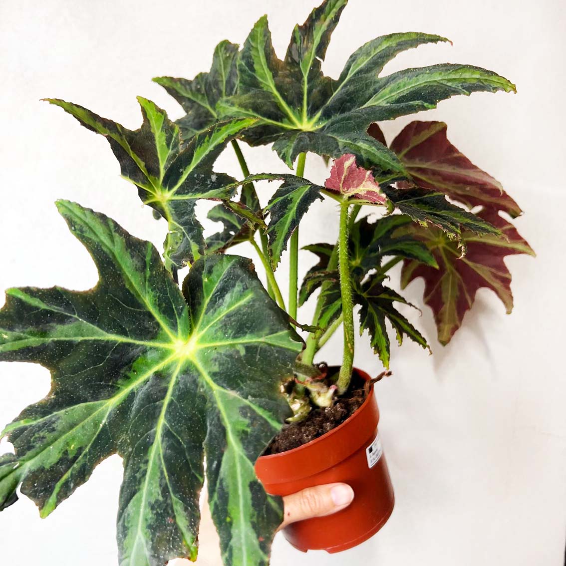 Begonia Heracleifolia Draco
