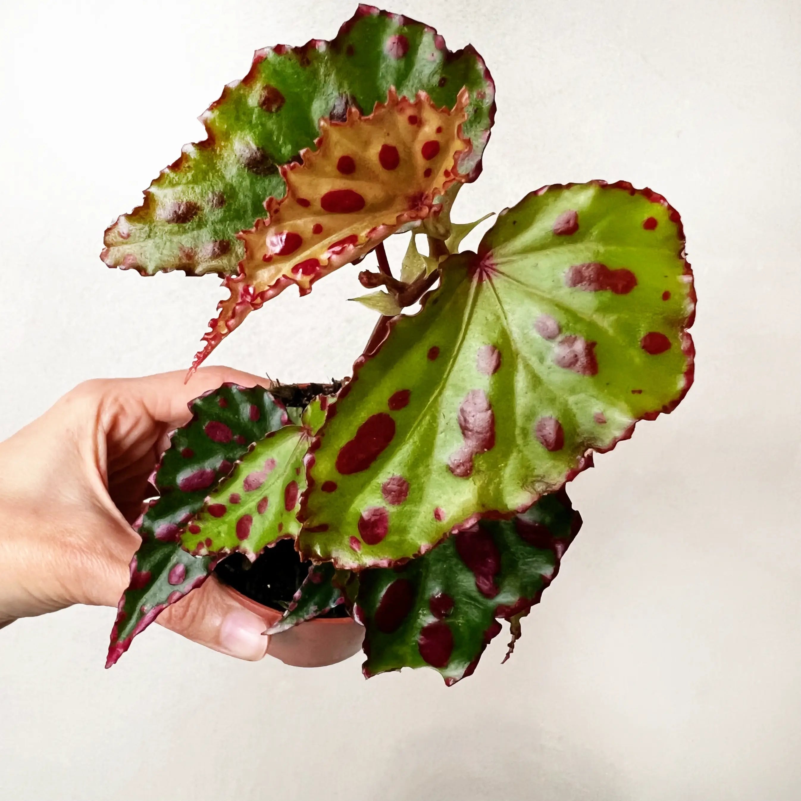 Begonia Pink Dotty