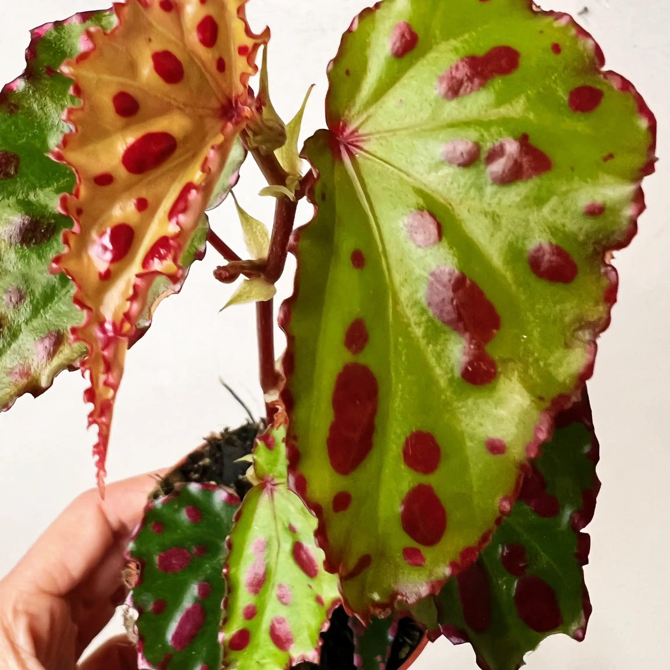 Begonia Pink Dotty