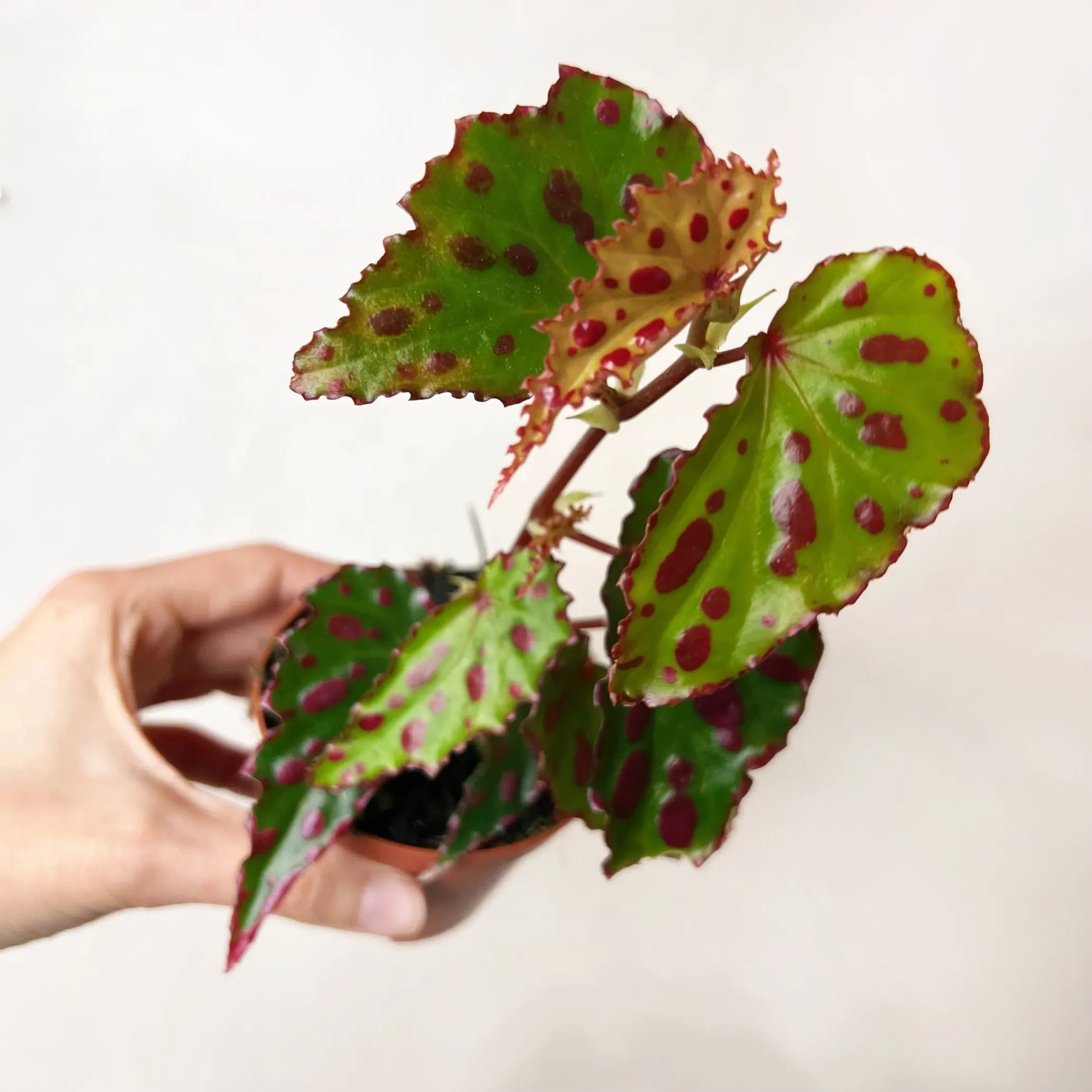 Begonia Pink Dotty
