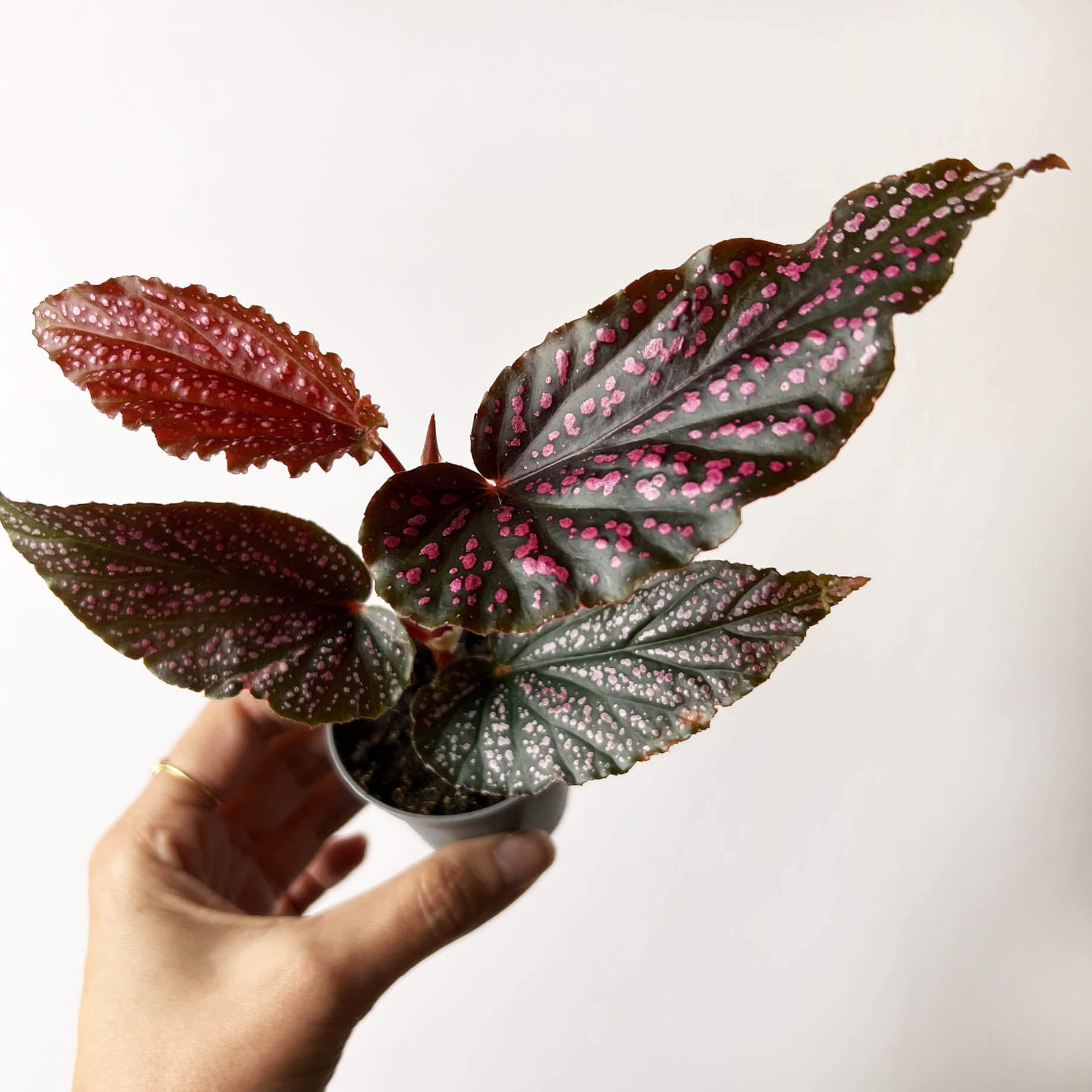 mini Begonia Benigo Pink