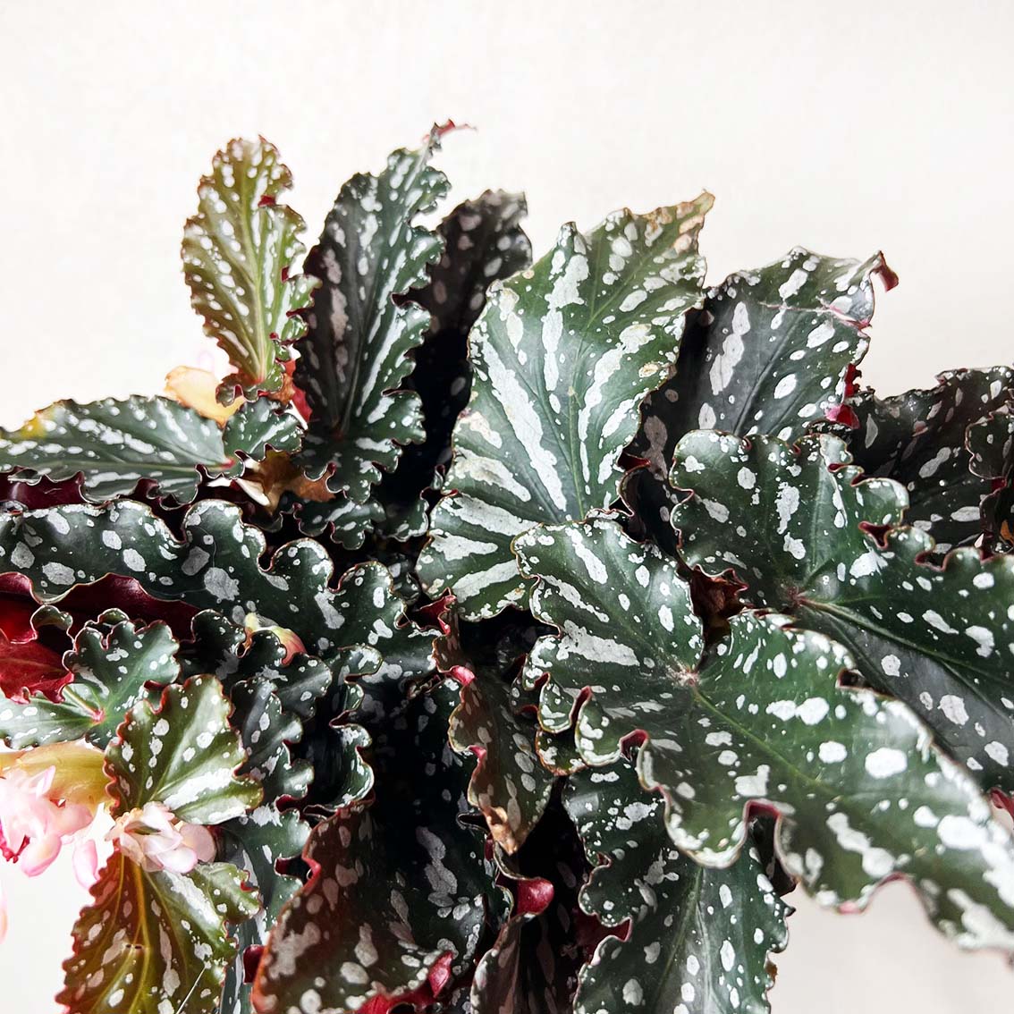 Begonia Spotlight Dark