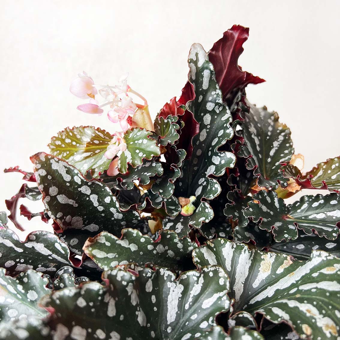 Begonia Spotlight Dark