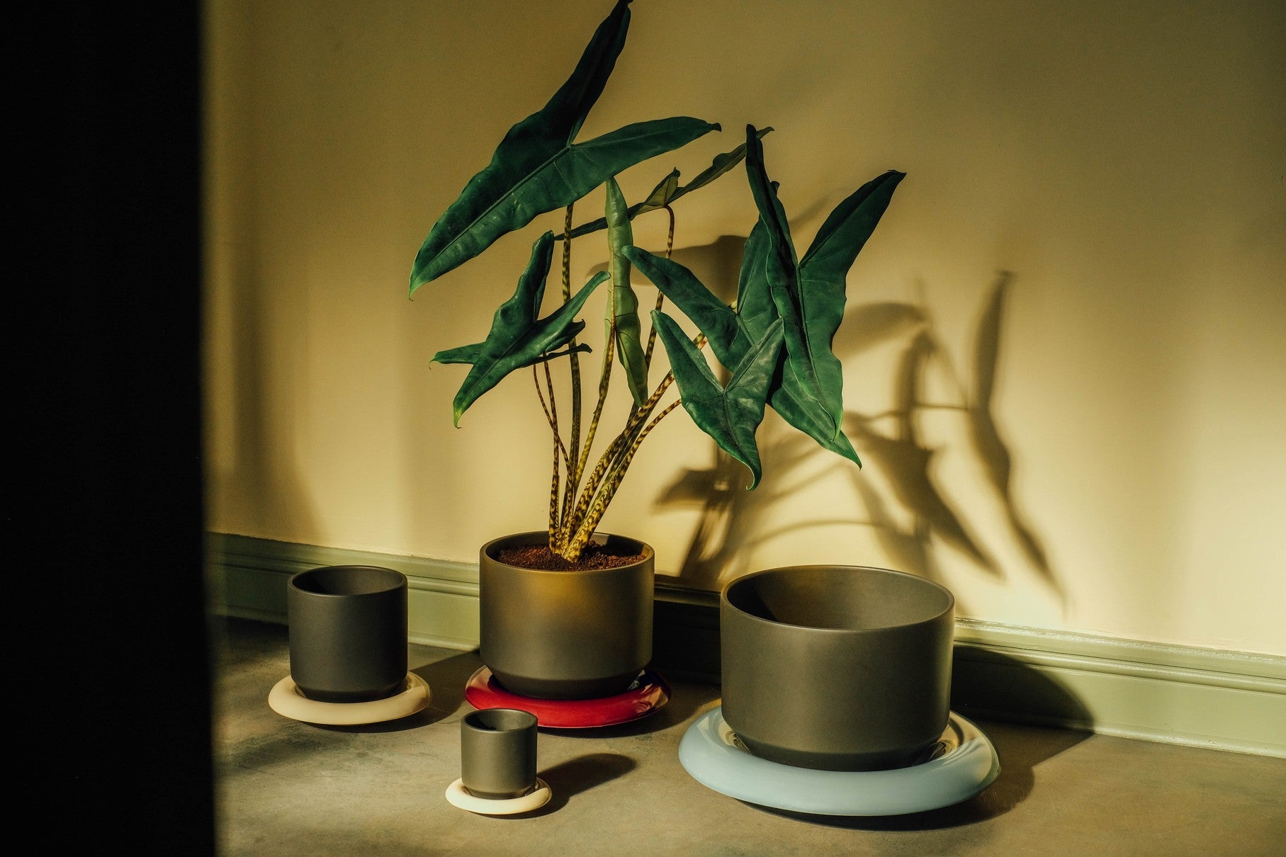 Vaso LILY /forest night