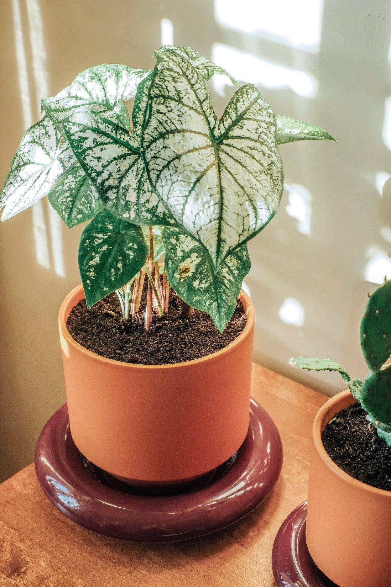 Sottovaso LILY /burgundy