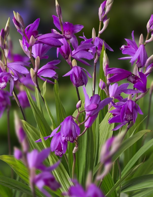Bletilla striata