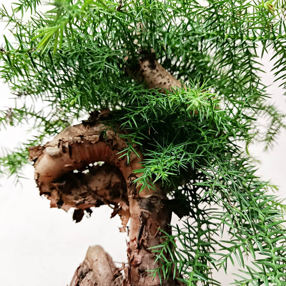 Araucaria Cunninghamii