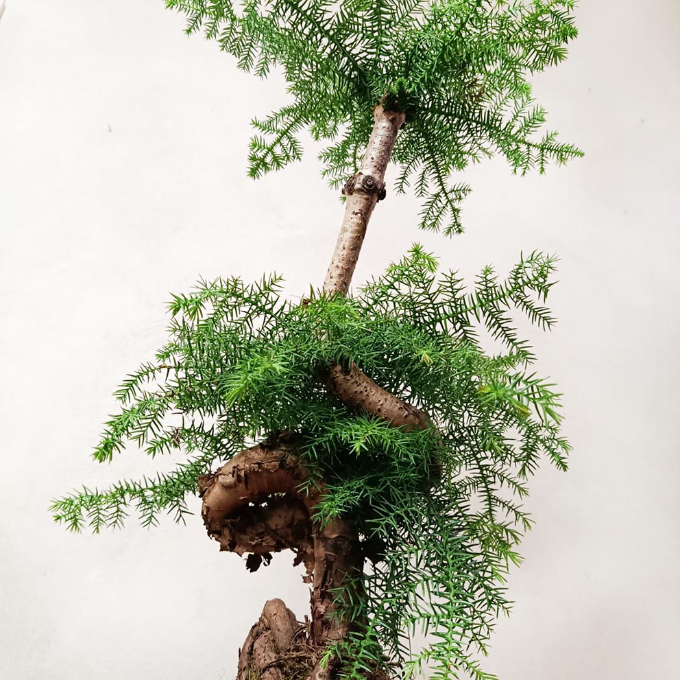 Araucaria Cunninghamii