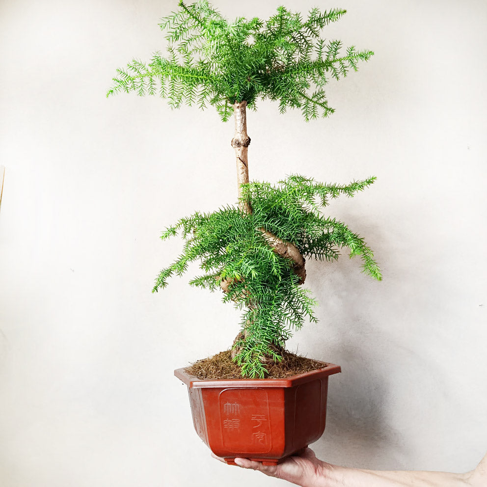 Araucaria Cunninghamii