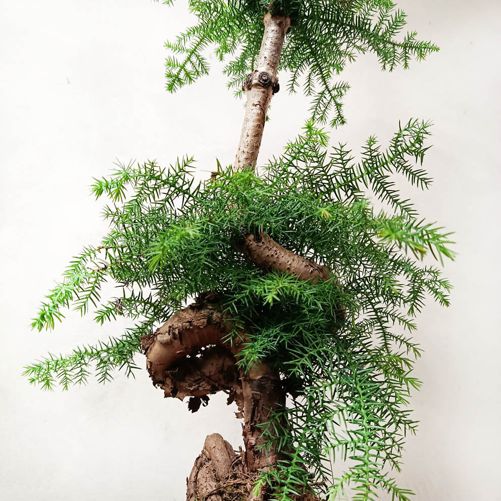 Araucaria Cunninghamii