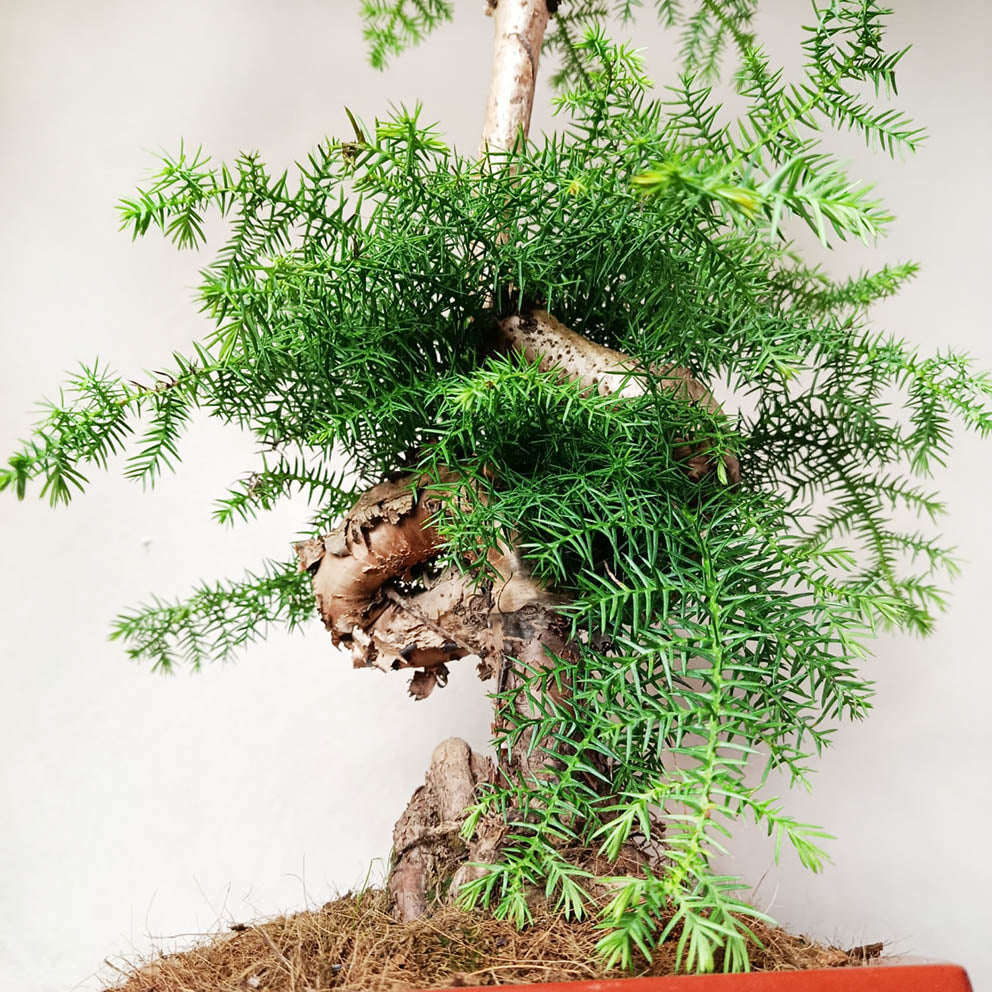 Araucaria Cunninghamii