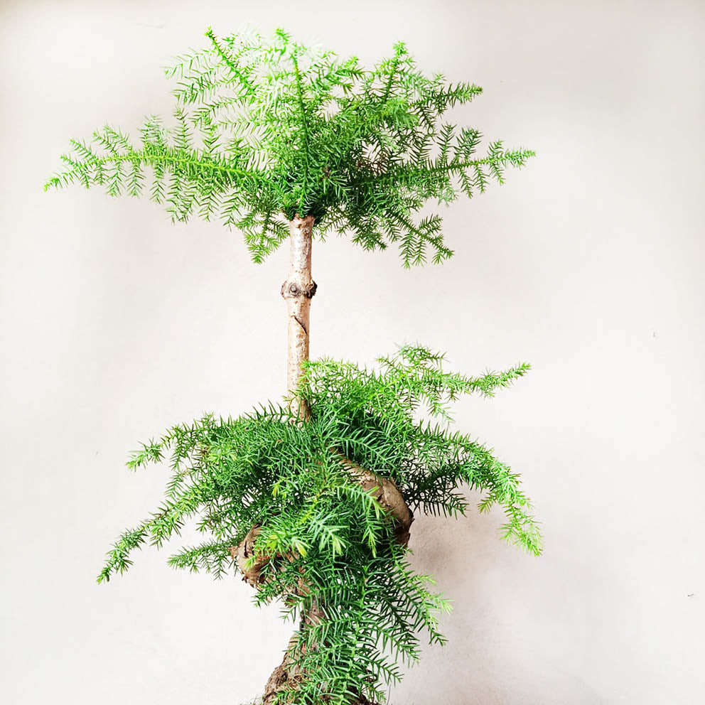 Araucaria Cunninghamii