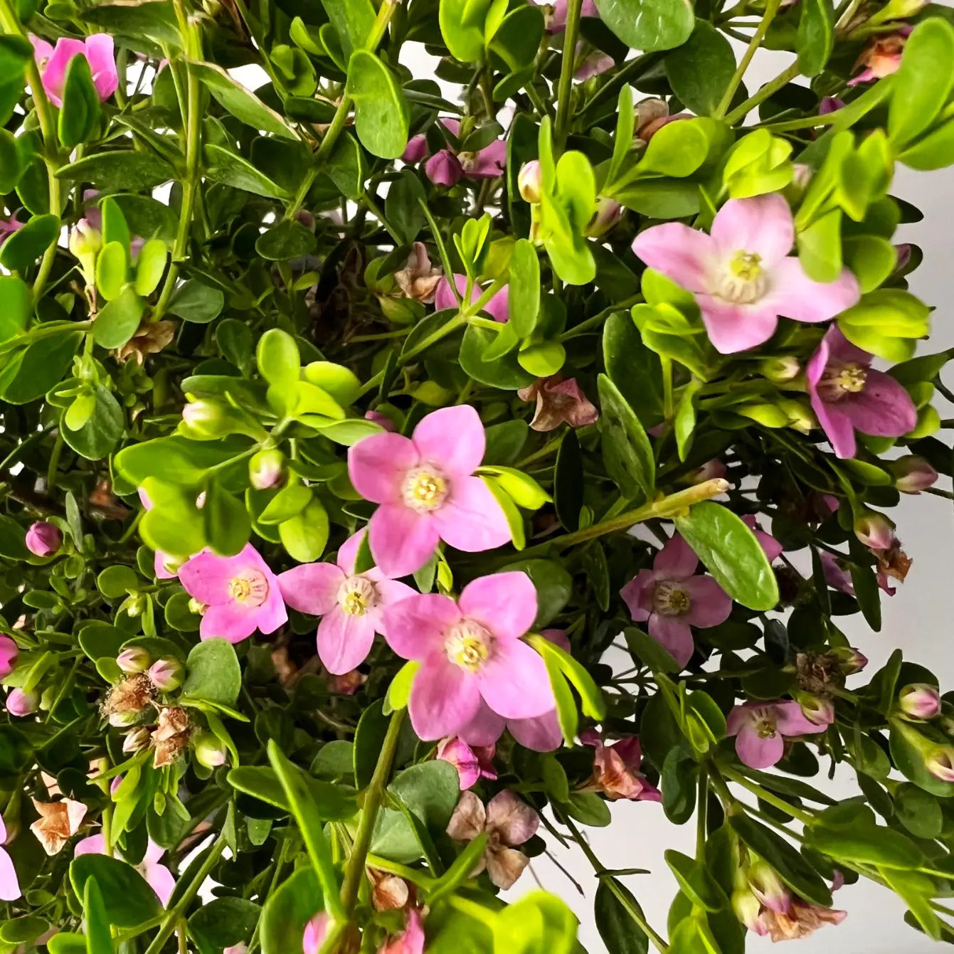 Boronia Crenulata