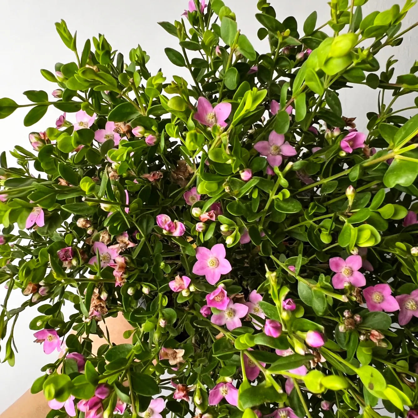 Boronia Crenulata