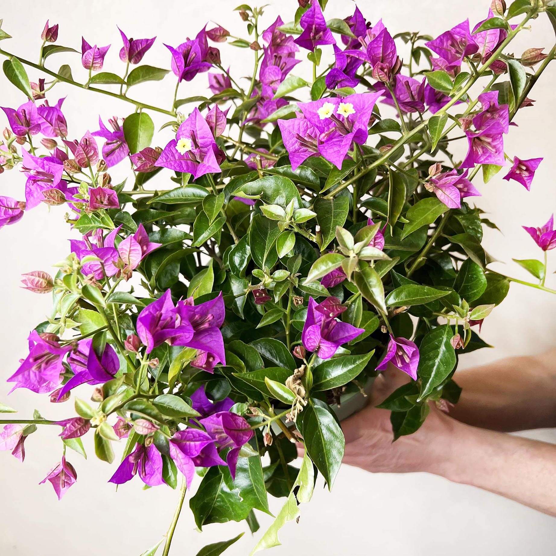 Bougainvillea
