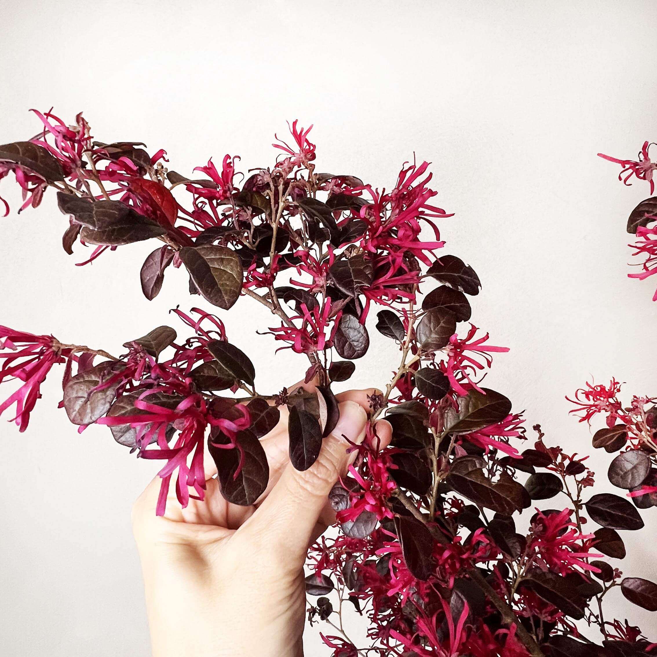 Loropetalum chinense