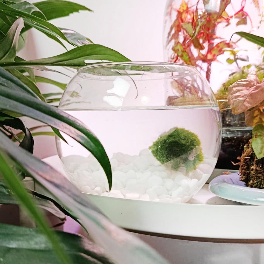 Marimo