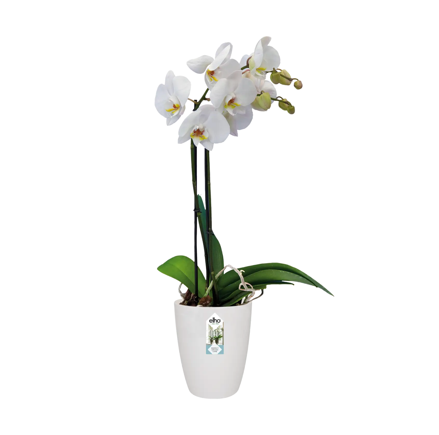 Brussels Orchid High /white