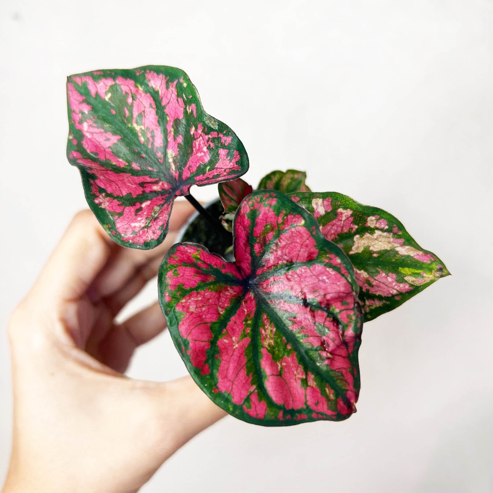 3 baby Caladium mix