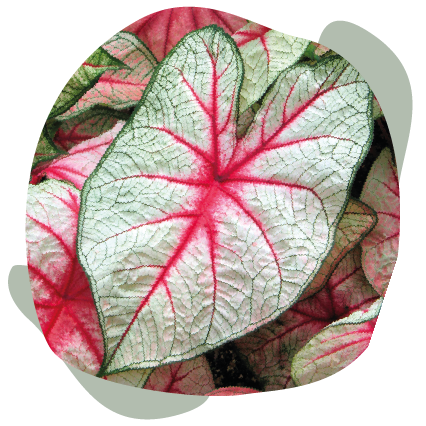 Caladium White Queen