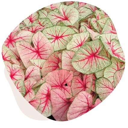 Caladium White Queen