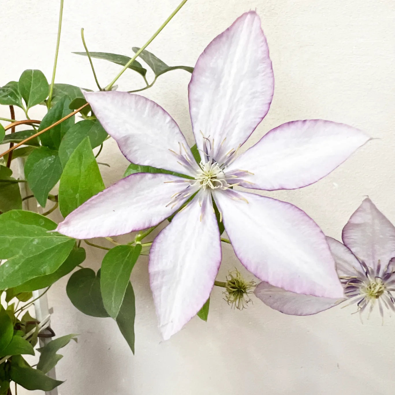Clematis Boulervard Olympia lilla