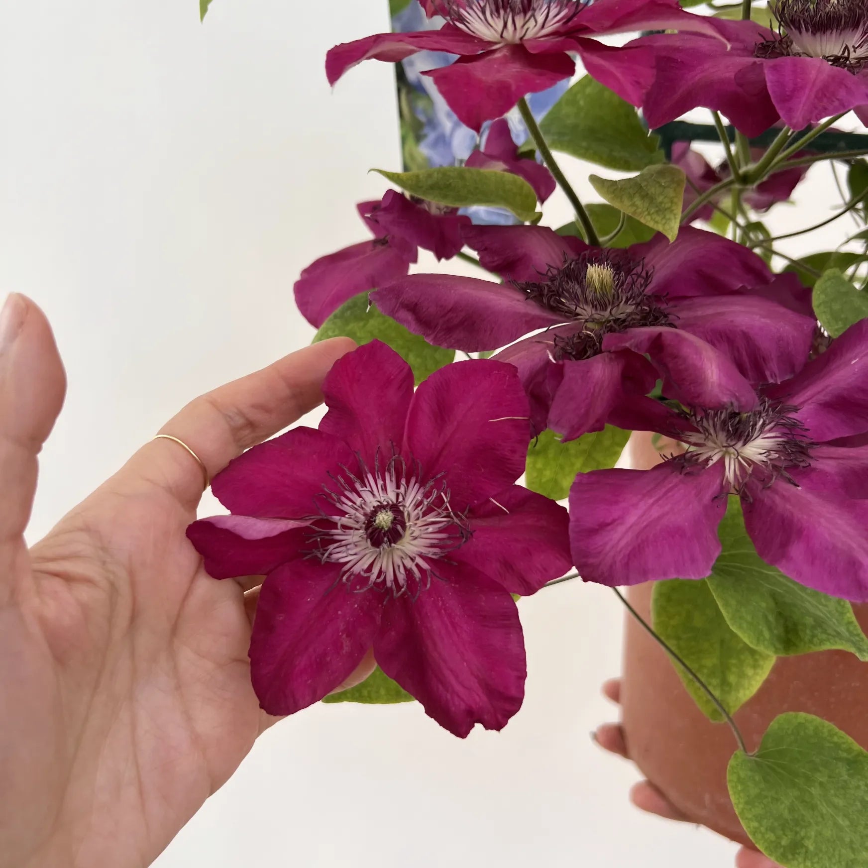 Clematis Boulevard Olympia