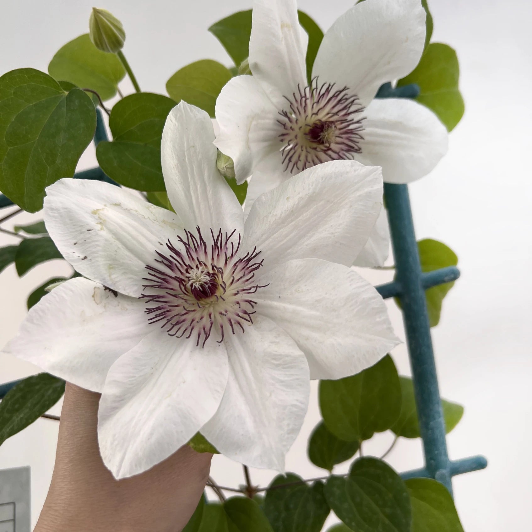 Clematis Boulevard Ninon