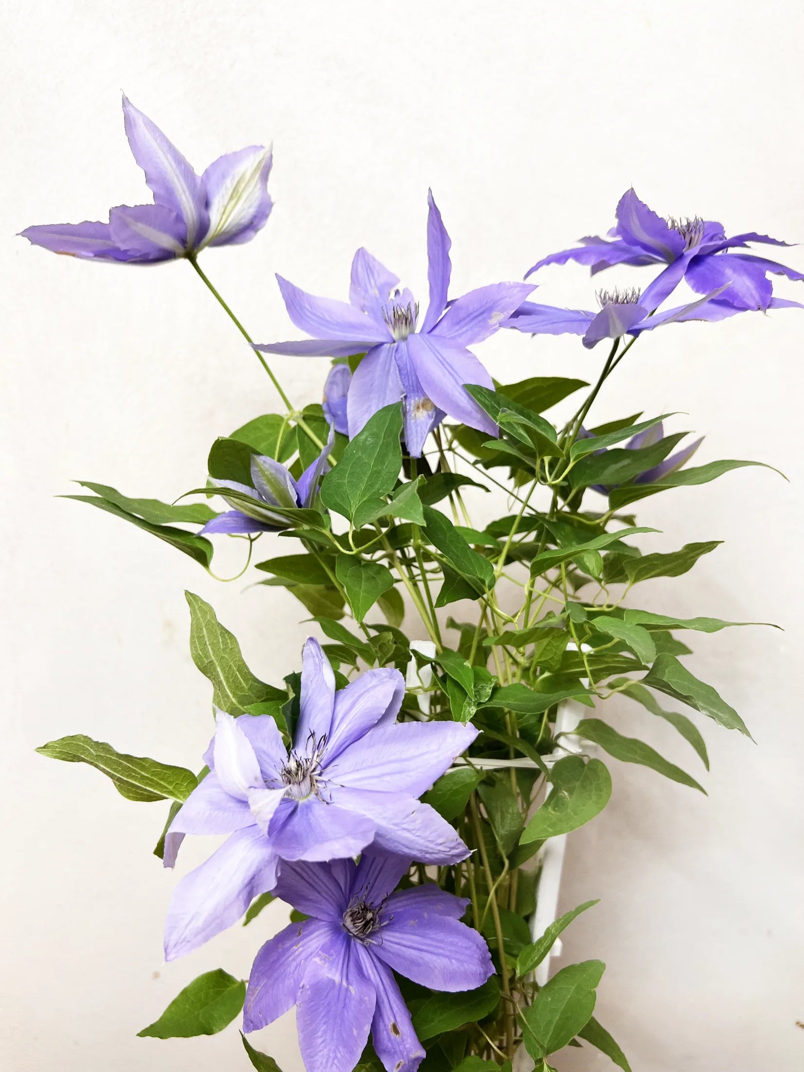 Clematis Boulervard Olympia Viola
