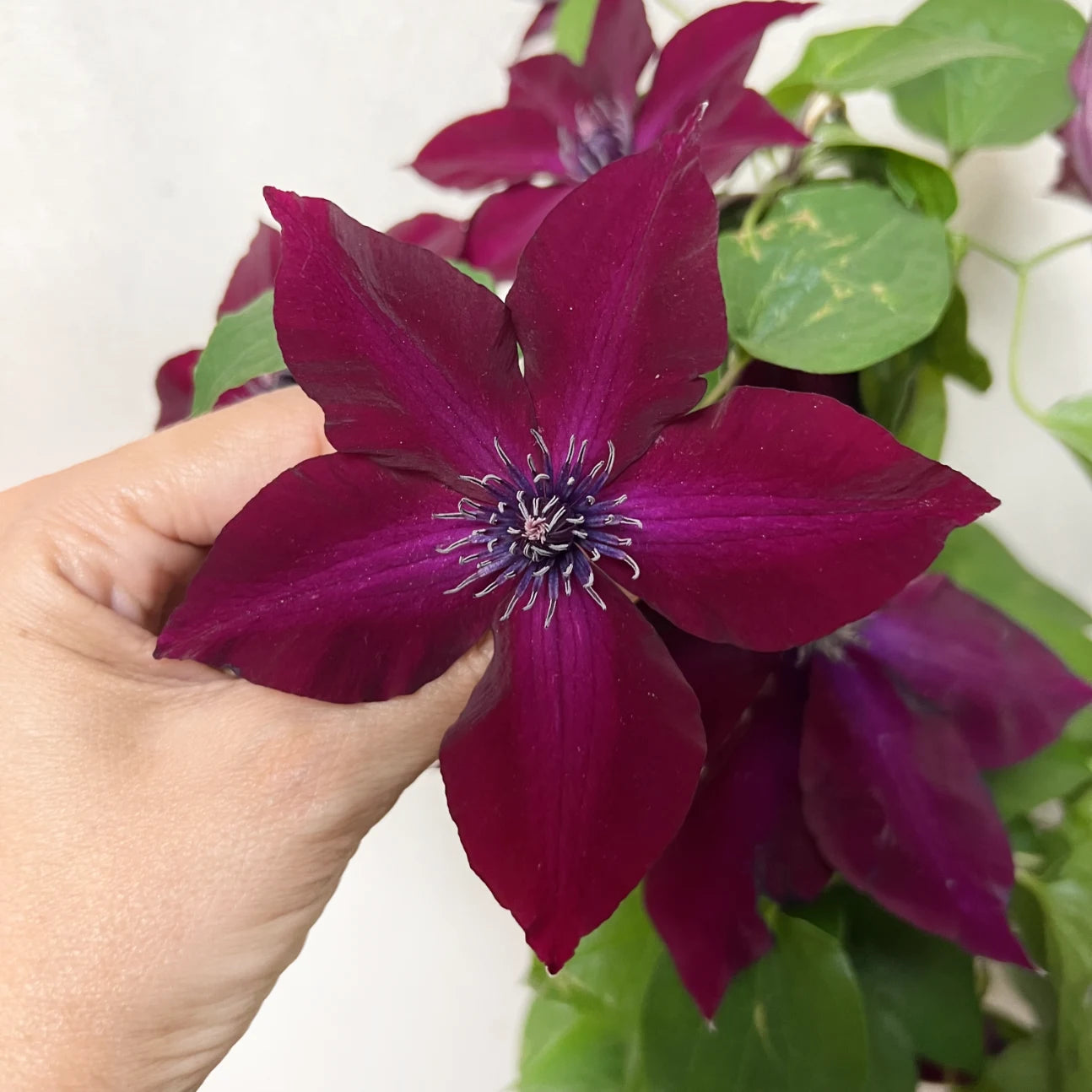 Clematis Boulervard Olympia Red