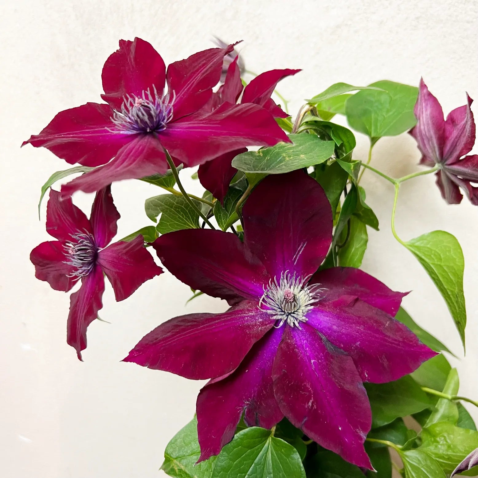 Clematis Boulervard Olympia Red